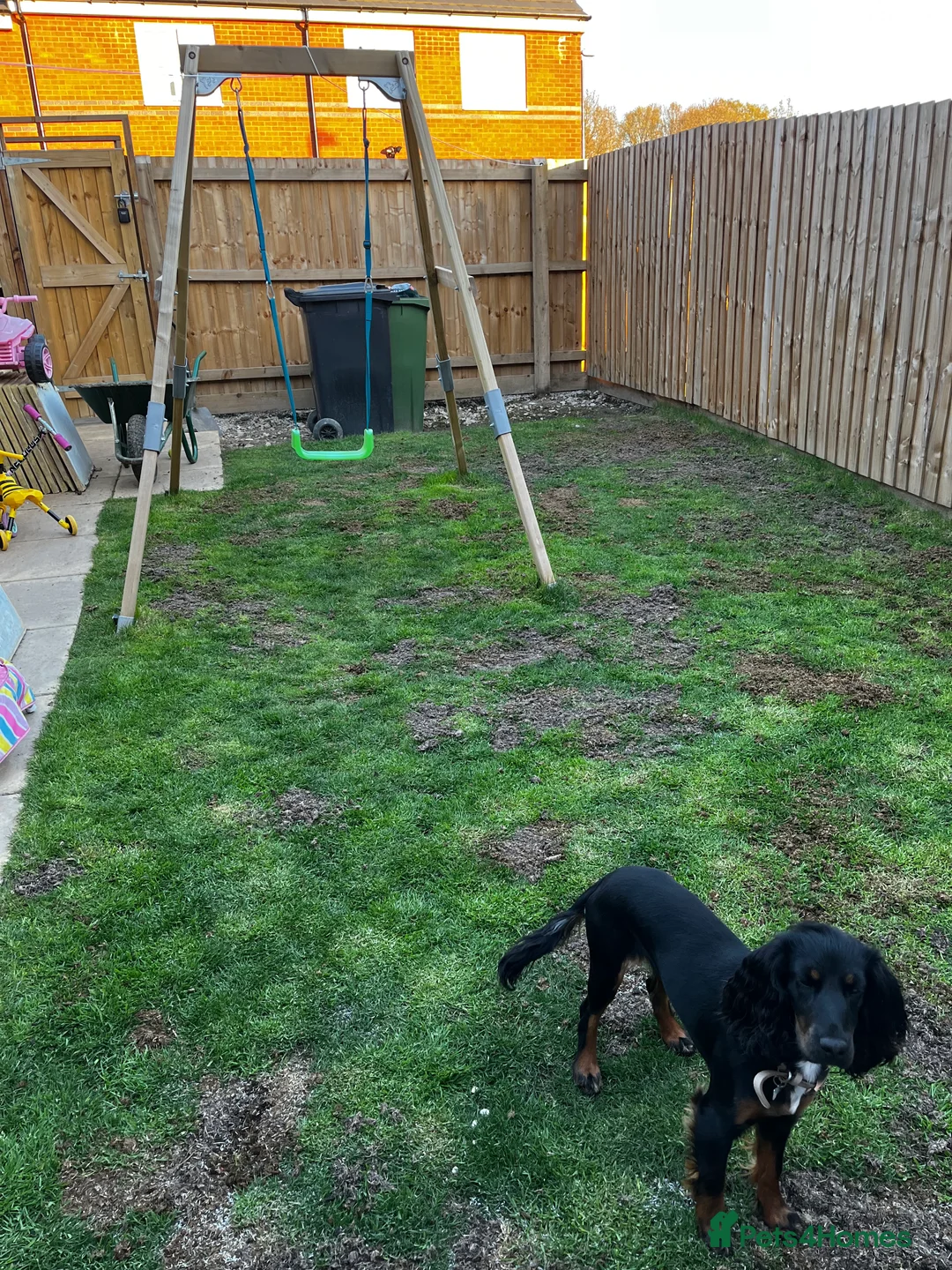 Cocker Spaniel dogs for sale: Mabel - Advert 3