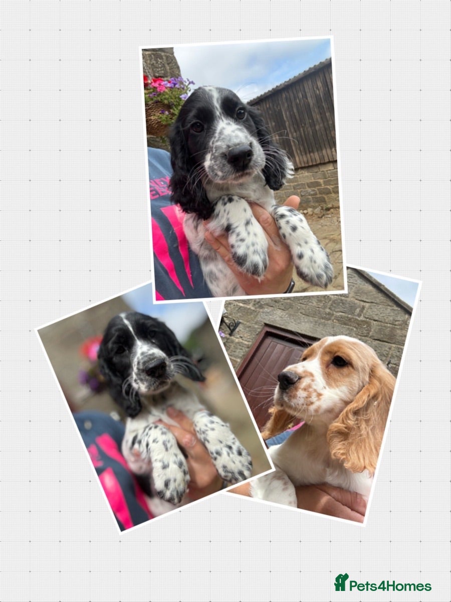 Cocker Spaniel dogs Gorgeous KC Cocker Spaniels - Advert 1