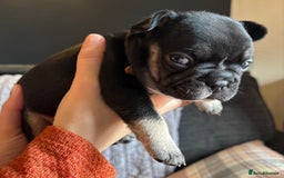 French Bulldog dogs for sale: 9 Beautiful French Bulldog Puppies for Sale - Image 14