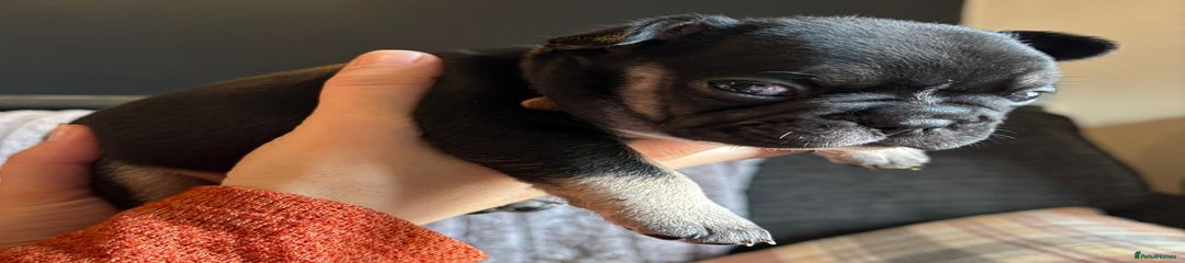 Daphanie (Brown Collar) 