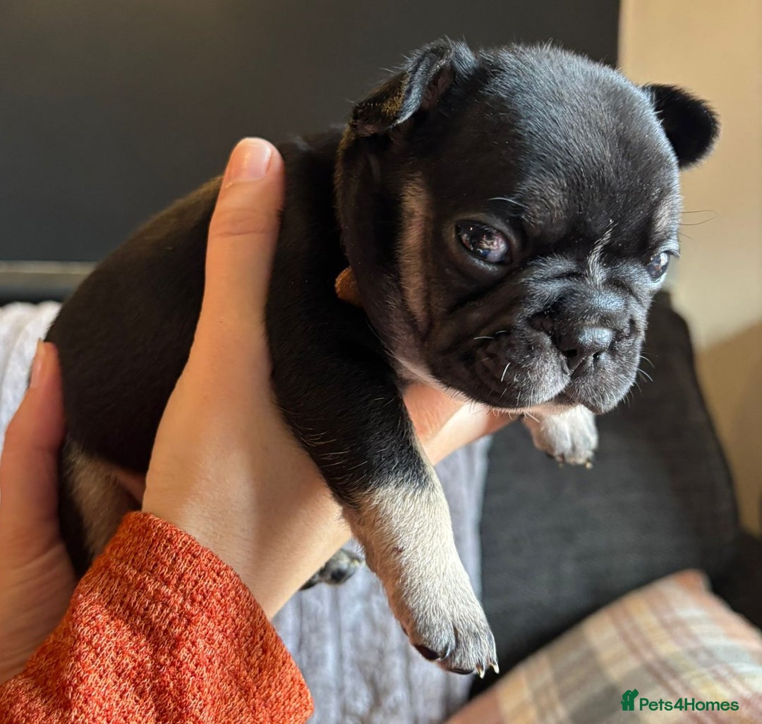 French Bulldog dogs for sale: 9 Beautiful French Bulldog Puppies for Sale - Image 14