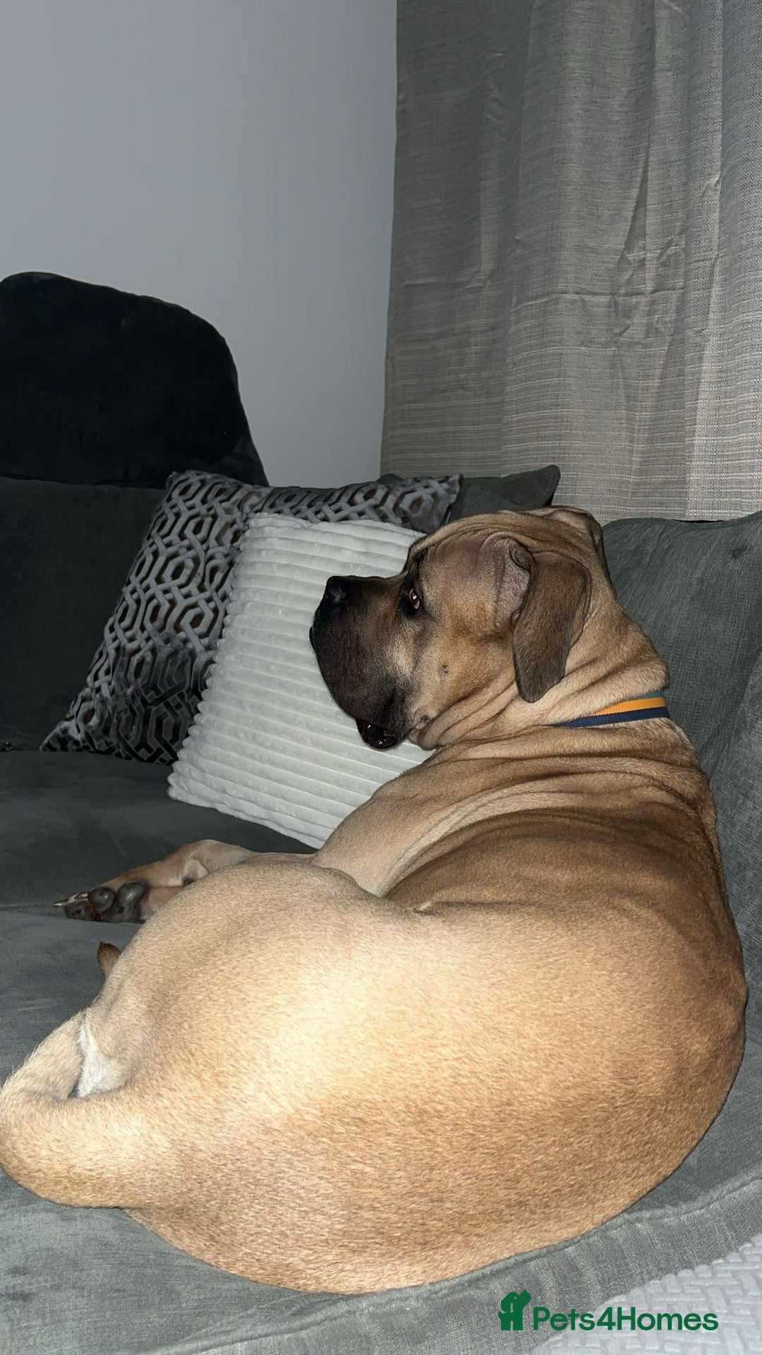 Mixed Breed dogs for sale: Bullmastiff x cane corso - Advert 2