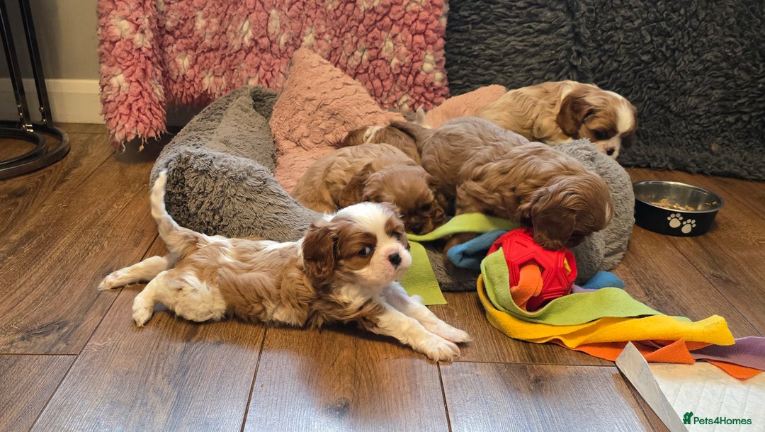 Cavalier King Charles Spaniel dogs for sale: Beautiful KC Registered. Health Tested Parents. - Advert 28