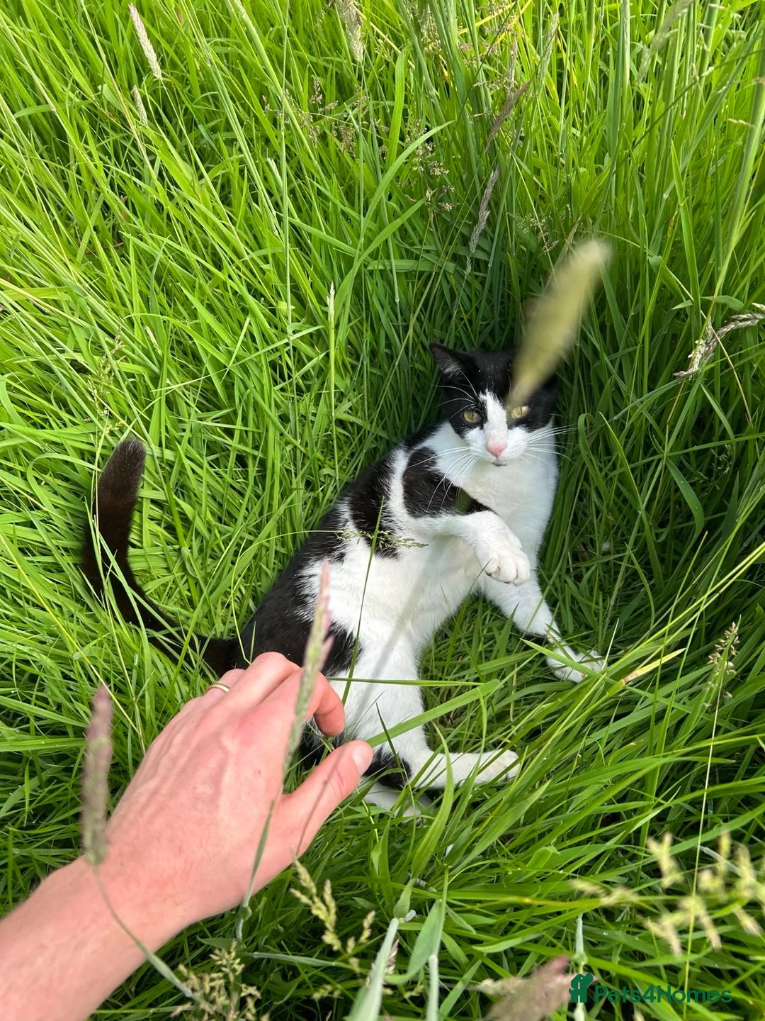 British Shorthair cats for sale: Happy Cat looking for new home!  - Advert 5