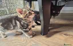 Mixed Breed cats for sale: 4 lovly kittens - Image 3