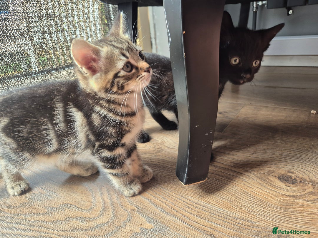 Mixed Breed cats for sale: 4 lovly kittens - Image 3