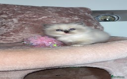 Ragdoll cats for sale: 🌸pedigree Ragdoll babies, reduced🌸 - Image 13