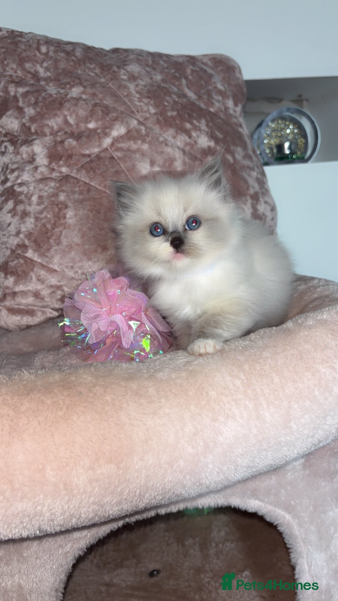 Ragdoll cats for sale: 🌸pedigree Ragdoll babies, reduced🌸 - Image 13