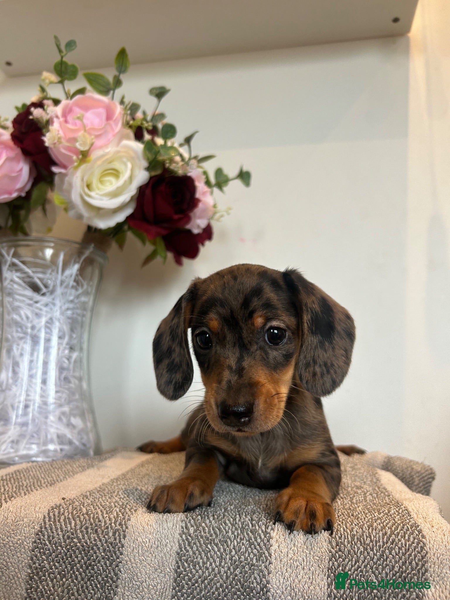 Dachshund dogs Beautiful litter of Dachshunds  - Advert 17
