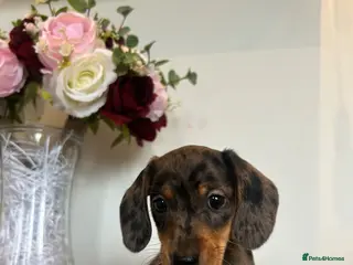 Dachshund dogs Beautiful litter of Dachshunds - Advert 1