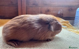Guinea Pig rodents for sale: Beautiful self PE golden guinea pigs  - Image 6