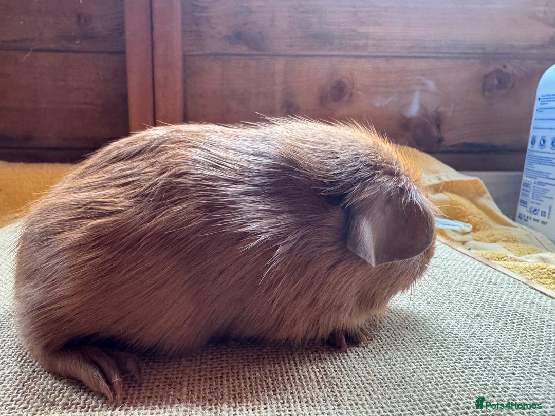 Guinea Pig rodents for sale: Beautiful self PE golden guinea pigs  - Image 6