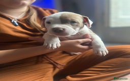 Mixed Breed dogs for sale: 2 beautiful pups (only the boy left) - Image 14