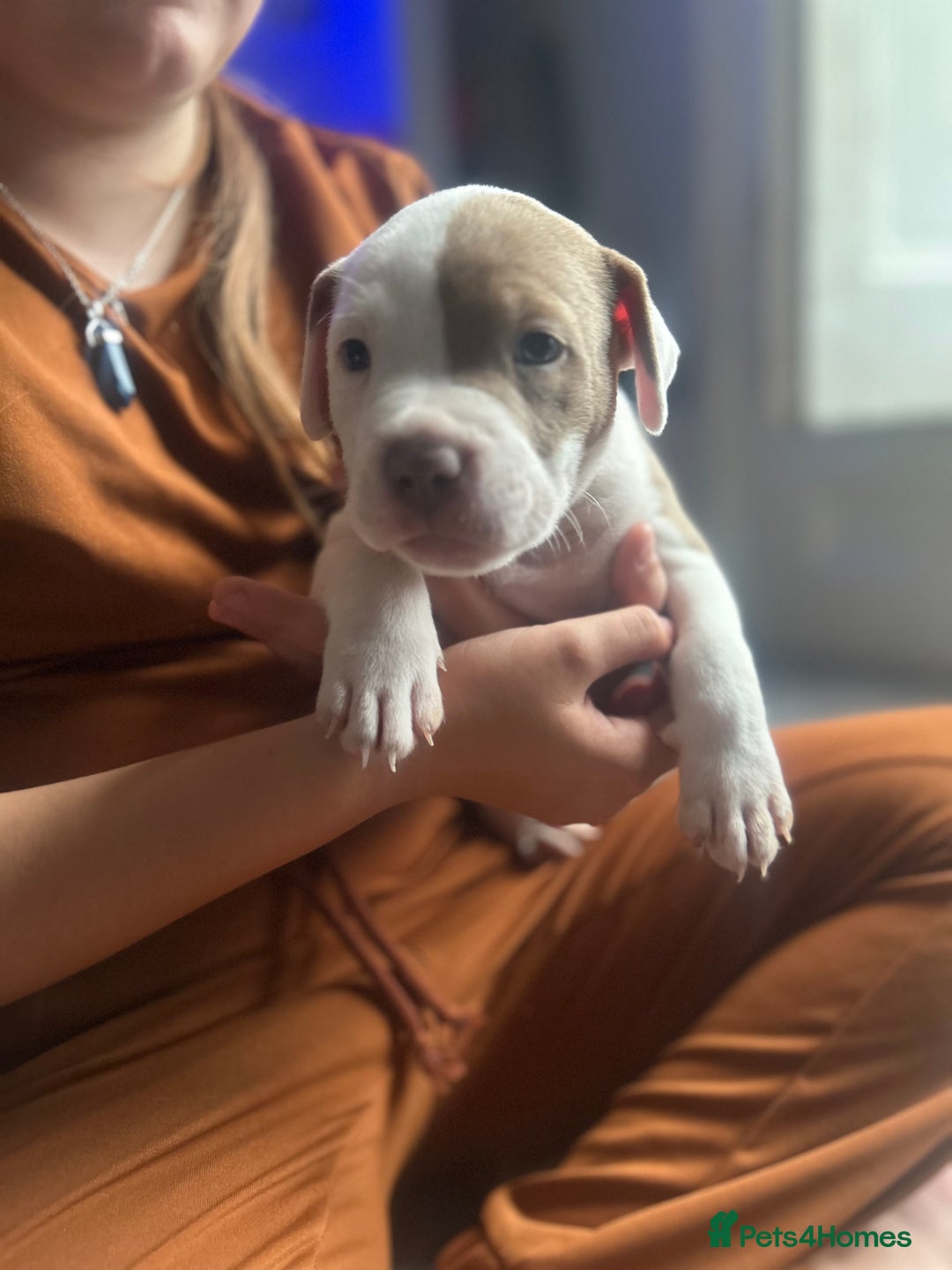 Mixed Breed dogs for sale: 2 beautiful pups (only the boy left) - Image 14