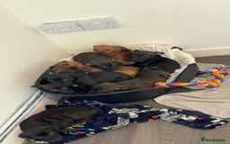 Staffordshire Bull Terrier dogs for sale: Stunning staff puppies  - Advert 3