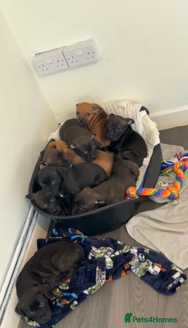 Staffordshire Bull Terrier dogs Stunning staff puppies - Advert 15