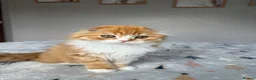 Scottish Fold cats for sale: Scottish Fold TICA Pedigree  - Advert 19