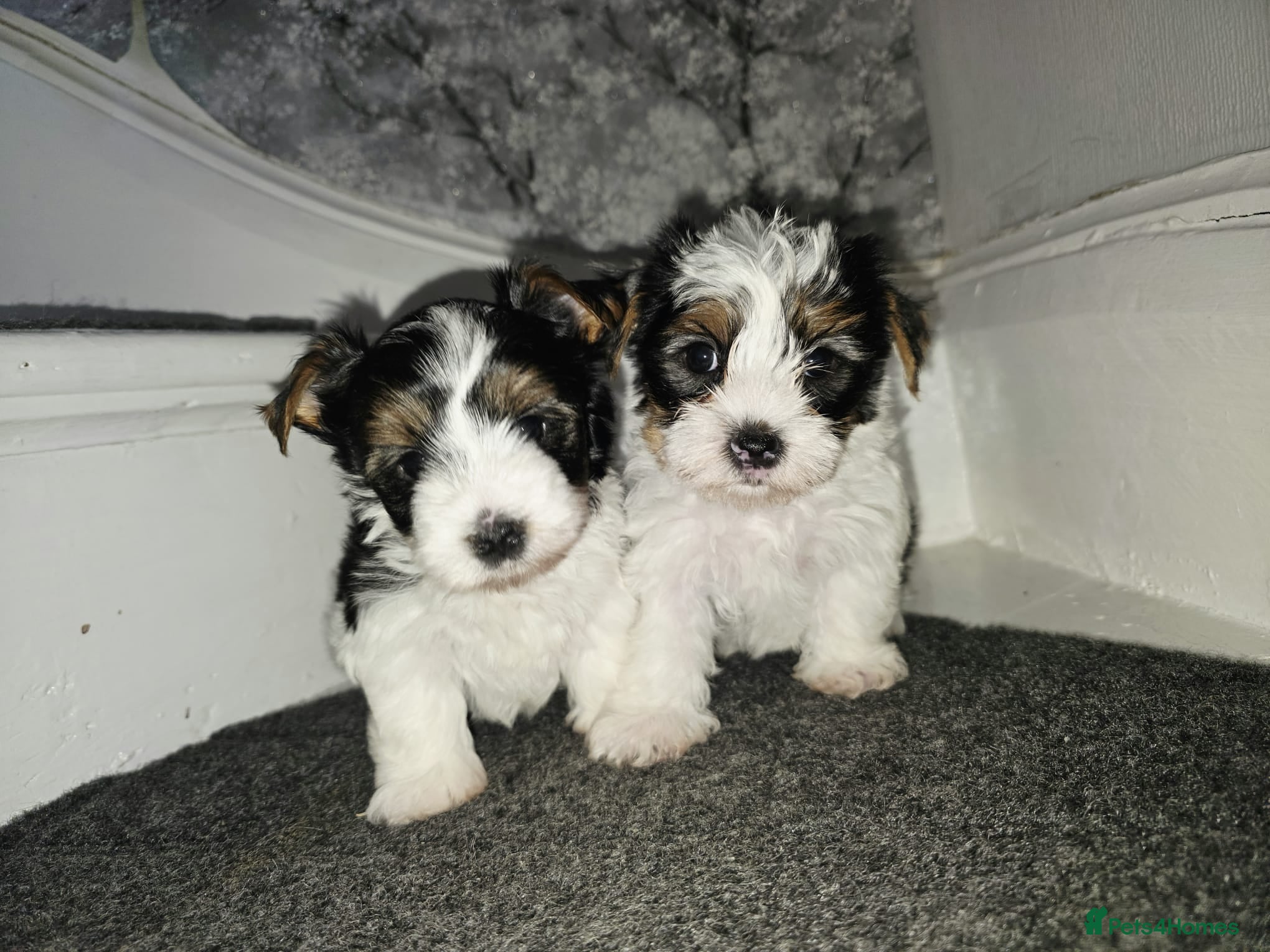 Biewer Terrier dogs  Biewer Terrier Puppies – Two Gorgeous Boys - Advert 1