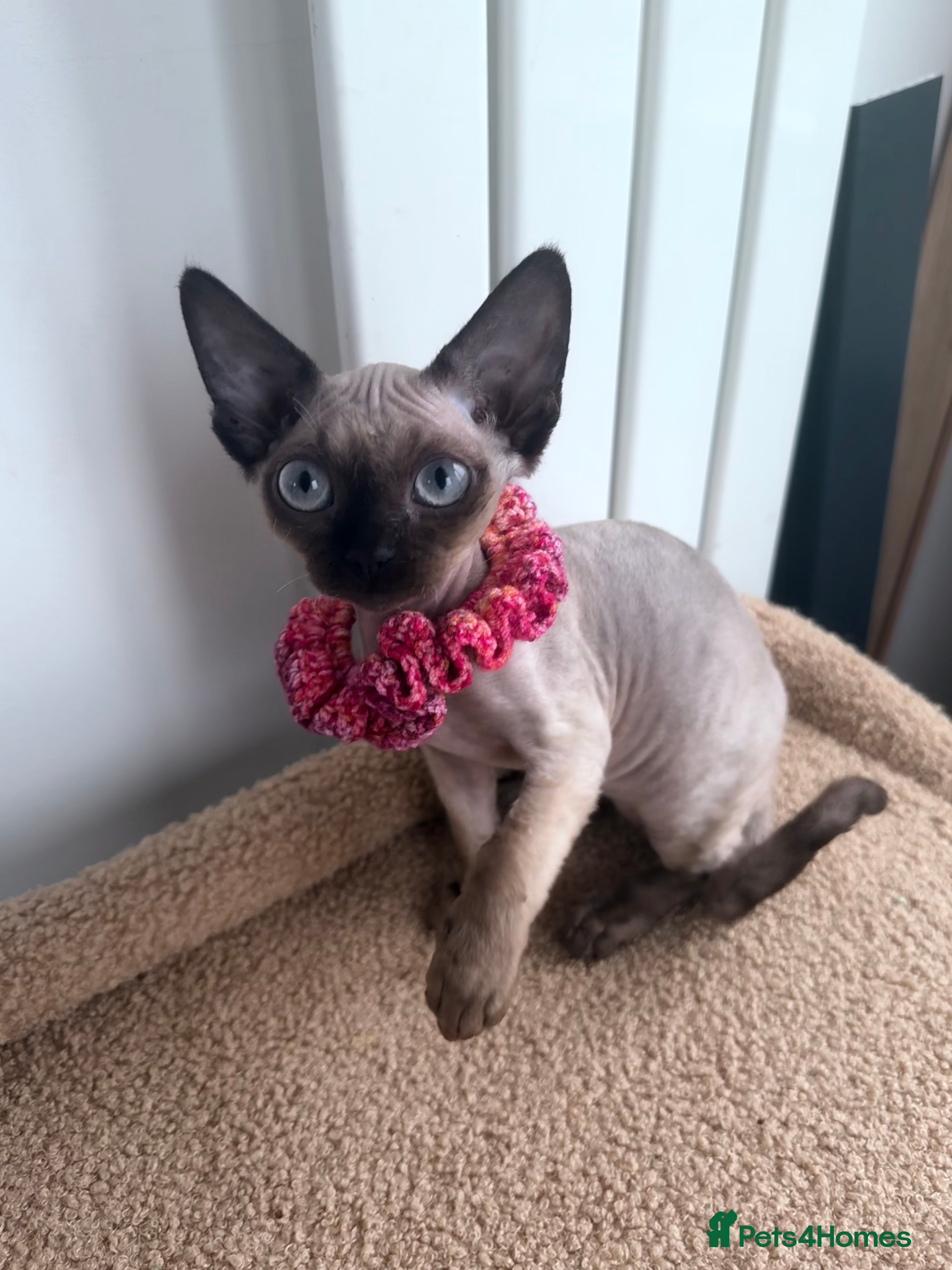 Devon Rex cats 🔥Girl🔥 GCCF🔥 ready NOW🔥😻 - Advert 3