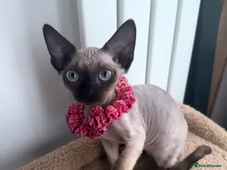 Devon Rex cats 🔥Girl🔥 GCCF🔥 ready NOW🔥😻 - Advert 3