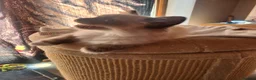 Ragdoll cats for sale: Seal point Ragdoll - Advert 6