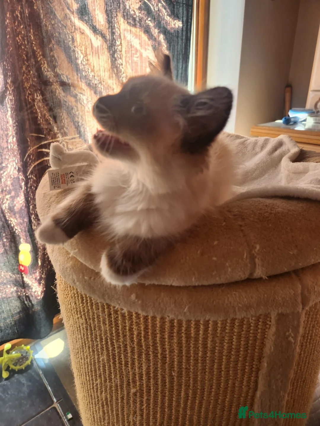 Ragdoll cats for sale: Seal point Ragdoll - Advert 6