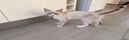 Mixed Breed cats for sale: Half Ragdoll half Bengal Kitten 4 months old  - Advert 3