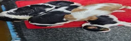 Cavalier King Charles Spaniel dogs for sale: Beautiful CKCS pups - Advert 4