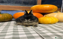 Netherland Dwarf rabbits for sale: Netherland Dwarf black Otter Buck - Image 2