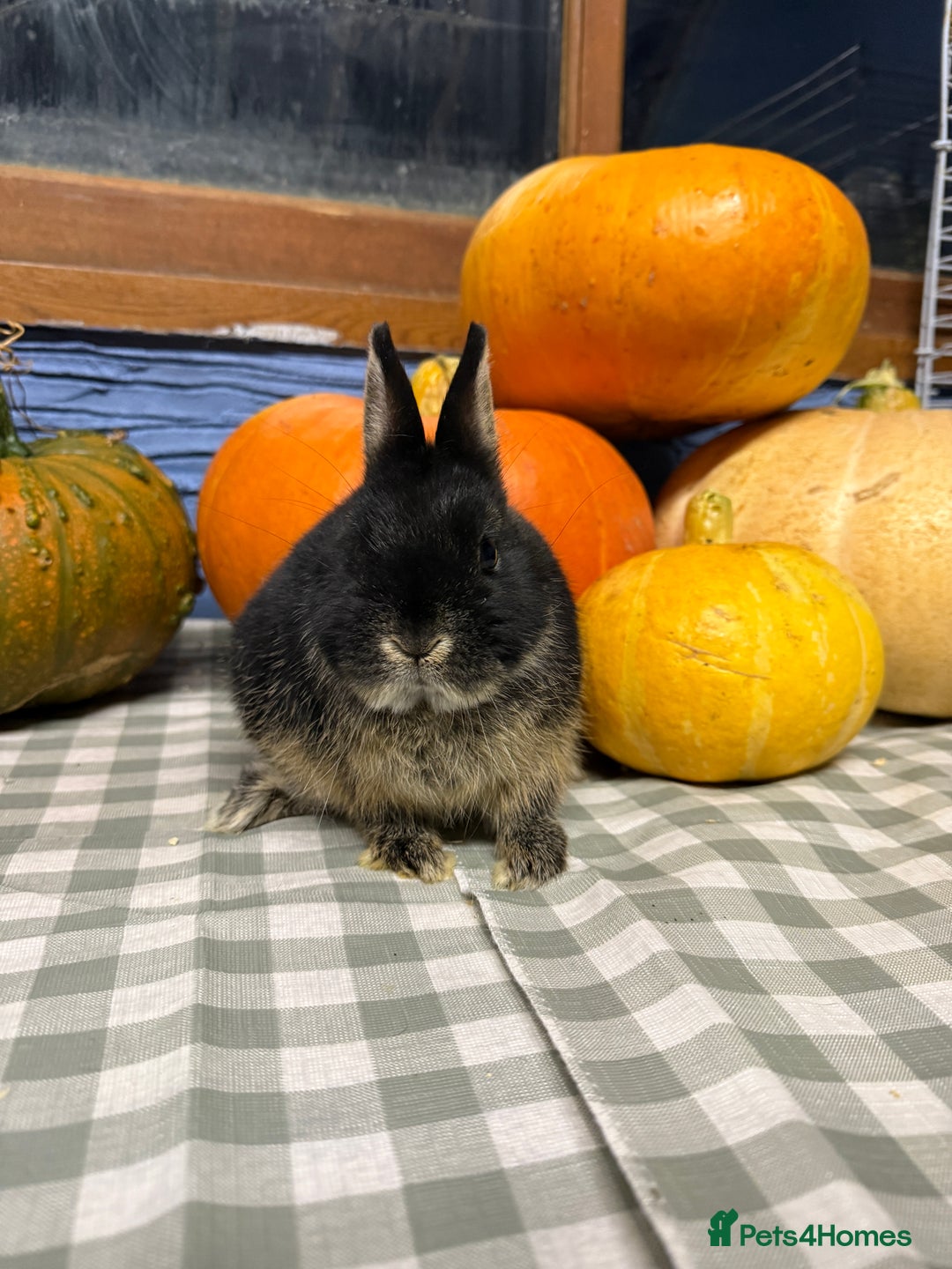 Netherland Dwarf rabbits for sale: Netherland Dwarf black Otter Buck - Image 2