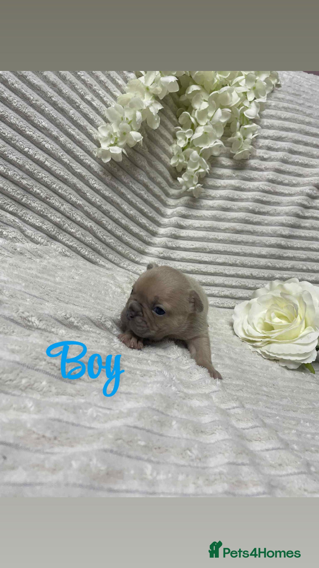French Bulldog dogs for sale: 🐾 French Bulldog Puppies, Lola & Luna Litters 🐾 - Image 8
