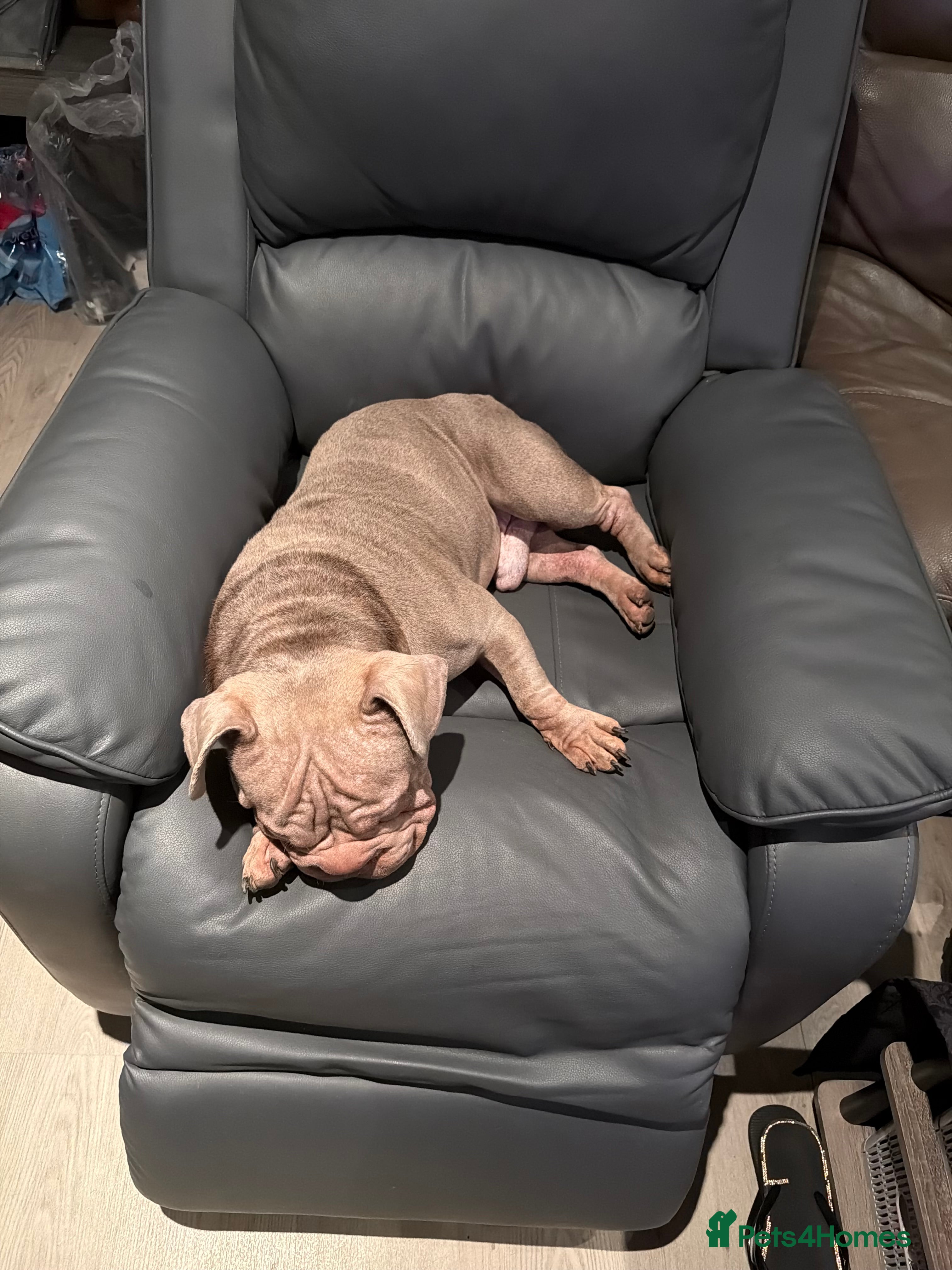 French Bulldog dogs Franch bulldog  - Advert 2