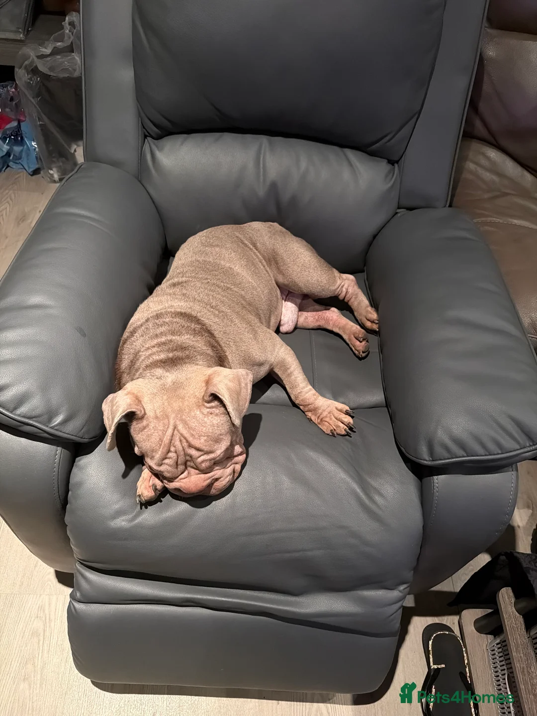 French Bulldog dogs for sale: Franch bulldog  - Advert 1