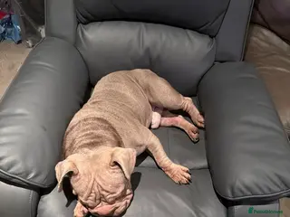 French Bulldog dogs Franch bulldog - Advert 2