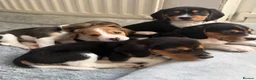 Beagle dogs for sale: Beagle puppies  - Advert 7