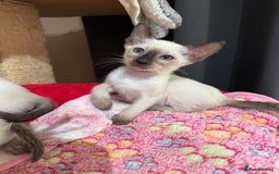 Siamese cats for sale: 1 cute Siamese girl available now-fully vaccinated - Image 10