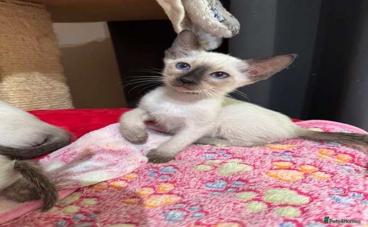 Siamese cats - Advert 1
