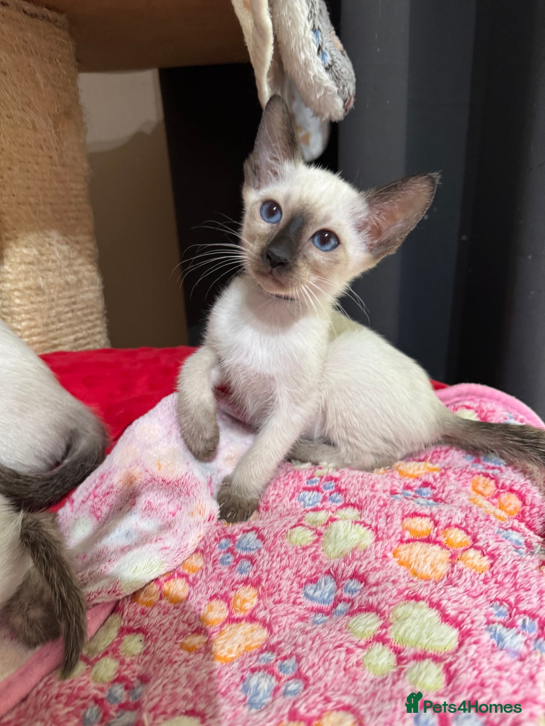 Siamese cats for sale: 1 cute Siamese girl available now-fully vaccinated - Image 10