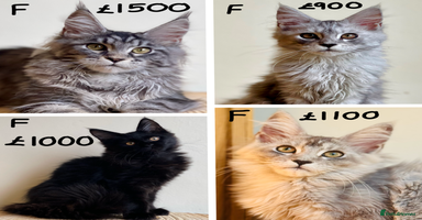 Maine Coon cats - Advert 9
