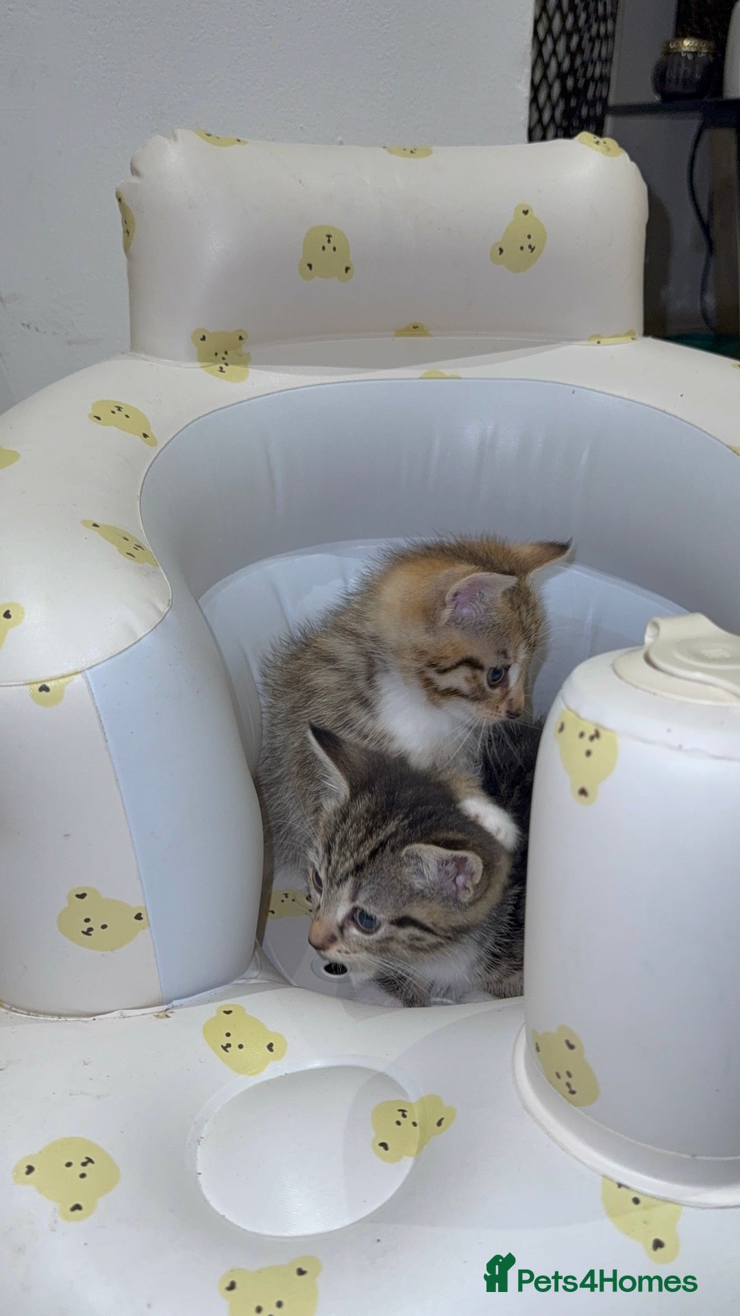 Mixed Breed cats for sale: British Blue Tabby X DSH Kittens For Sale - Image 21