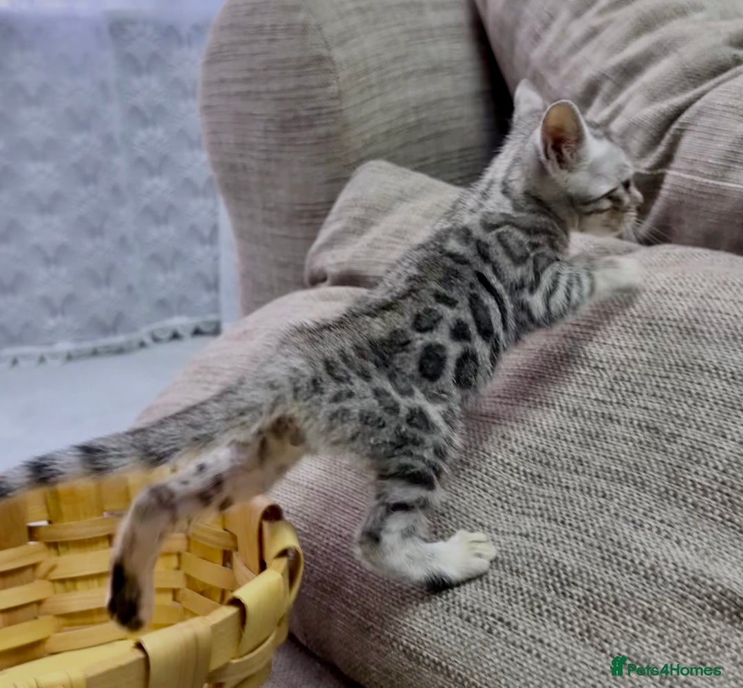 Bengal cats for sale: kittens - Advert 12
