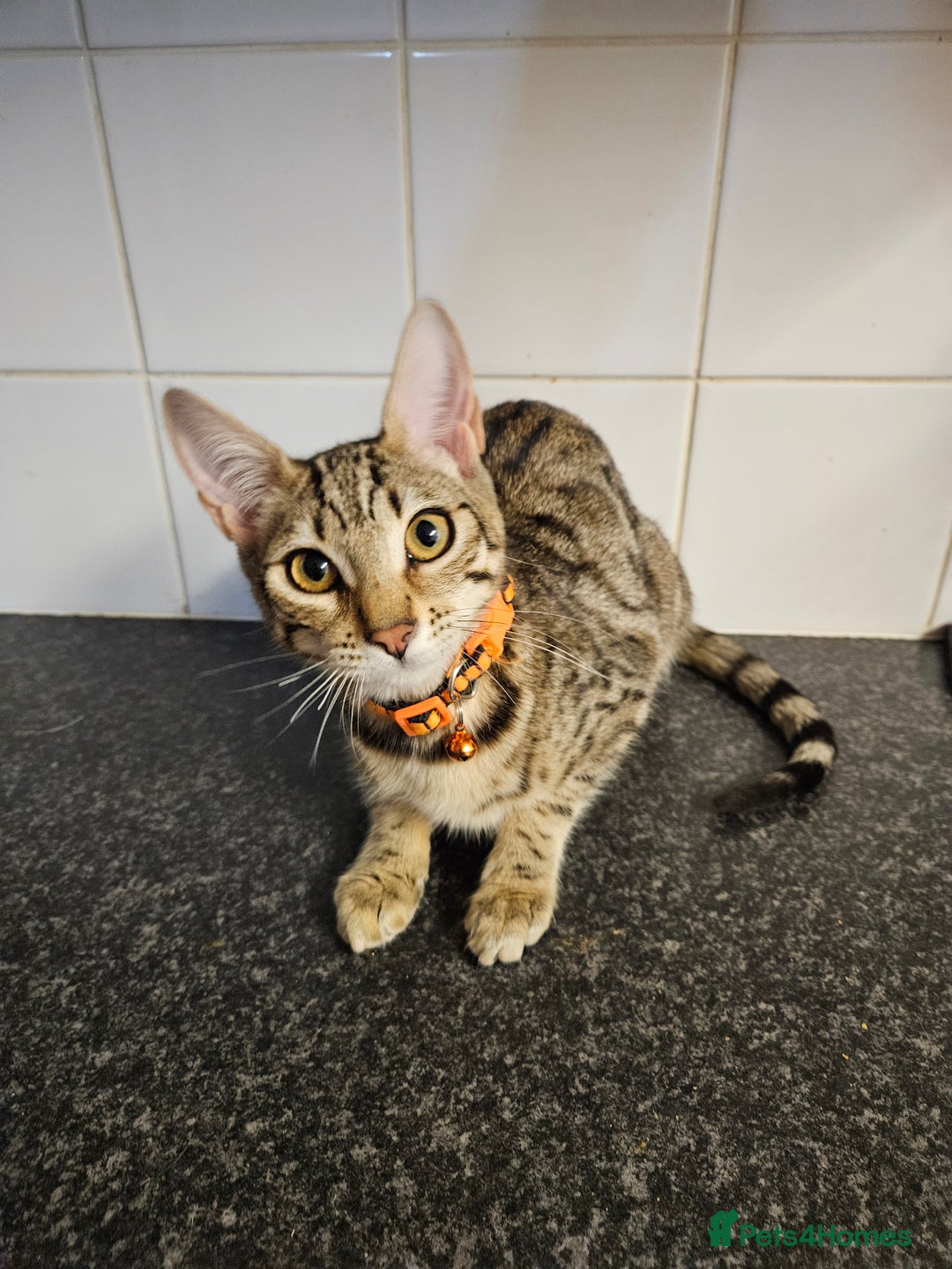 Bengal cats for sale: Silver/ mink bengals kittens  - Advert 22