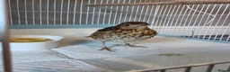 Softbills birds for sale: Hand reared tame song thrush in Waterlooville - Advert 3