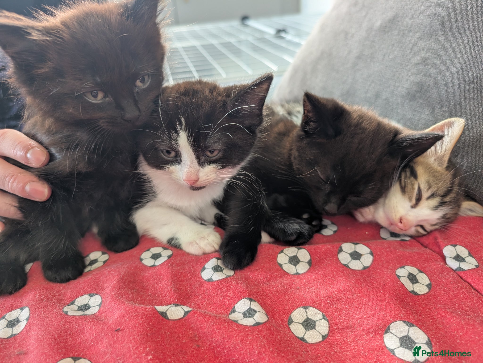 Mixed Breed cats Kittens for sale - Advert 13