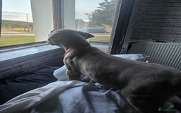 Mastiff dogs for sale: Mastiff Hybrids  - Image 18