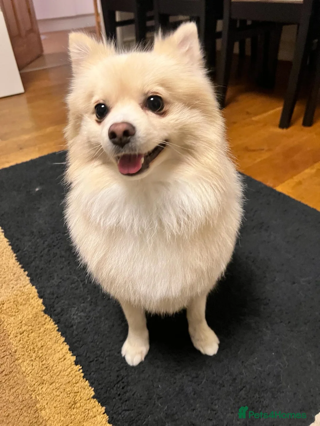 Pomeranian dogs for stud: Pomeranian for stud  - Advert 2