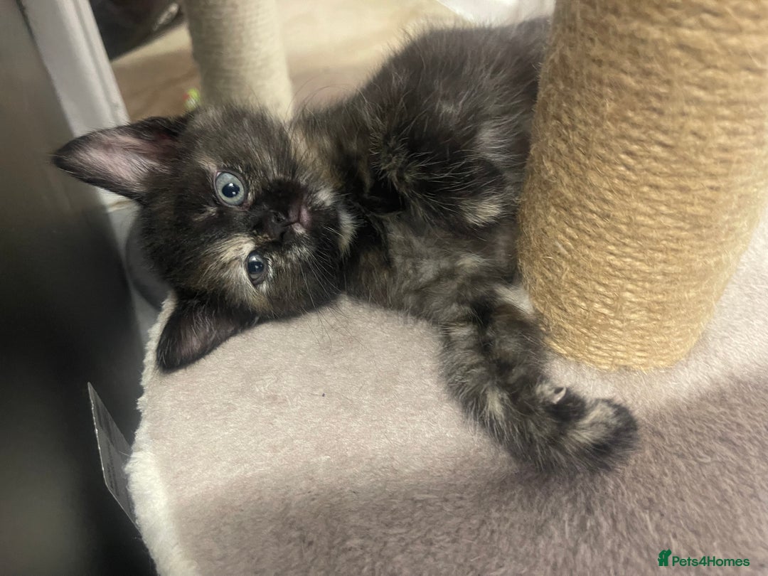 Mixed Breed cats for sale: Beautiful letter of kittens - Image 3