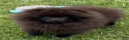 Pomeranian dogs for sale: KC reg Black Pomeranian,  excellent temperament  - Advert 6