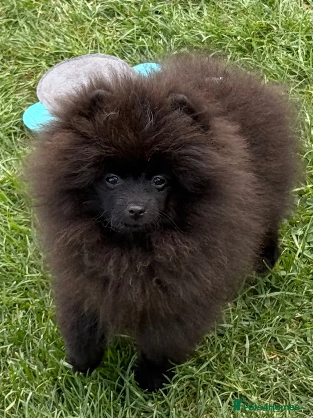 Pomeranian dogs for sale: KC reg Black Pomeranian,  excellent temperament  - Advert 6