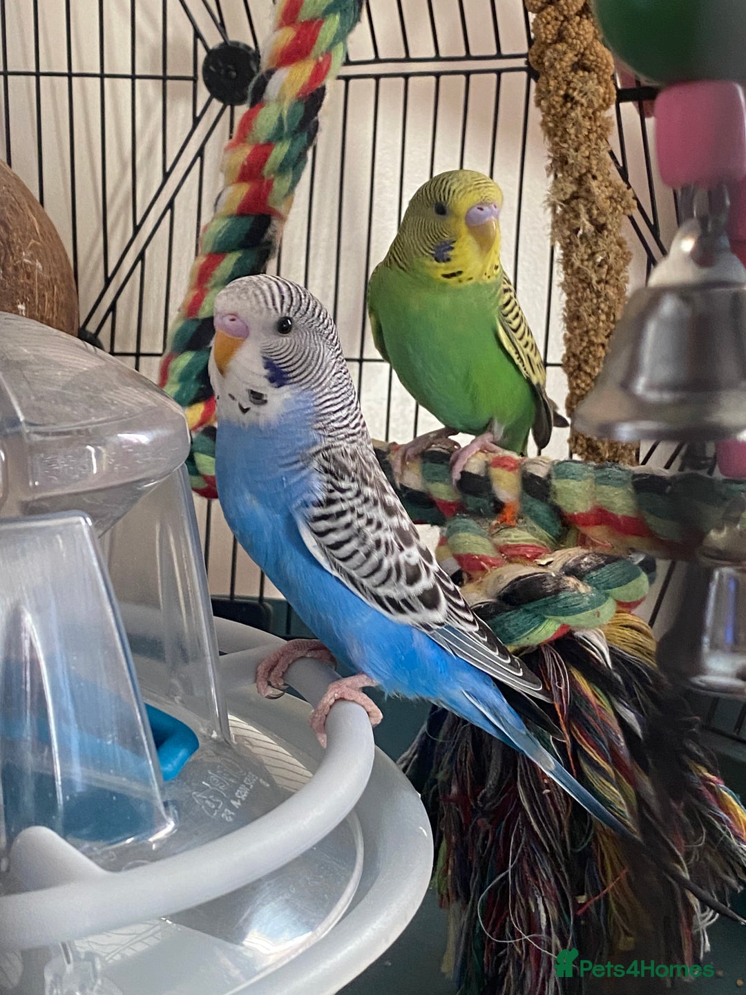 Budgerigars birds for sale: 2 baby budgies and stunning cage  - Image 4